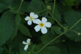 Ranunculus aconitifoliusWitte boterbloem bestellen